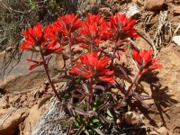 Indian Paintbrush